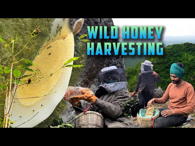 Amazing Wild Honey Harvest from Huge Honeycomb | Slicing and Eating Wild Honey | Tamil Native Farmer