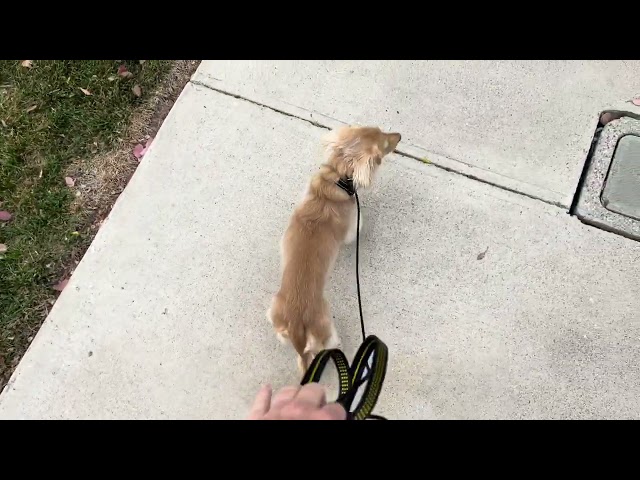 Teaching Slip Leash heel to a small dog