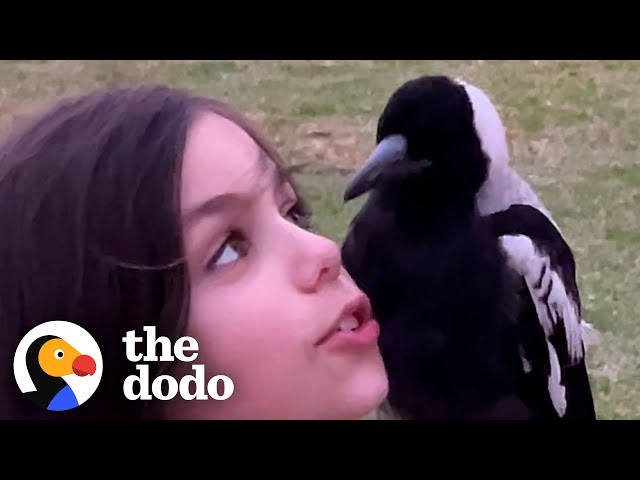 9-year-old Is Best Friends With A Wild Magpie | The Dodo