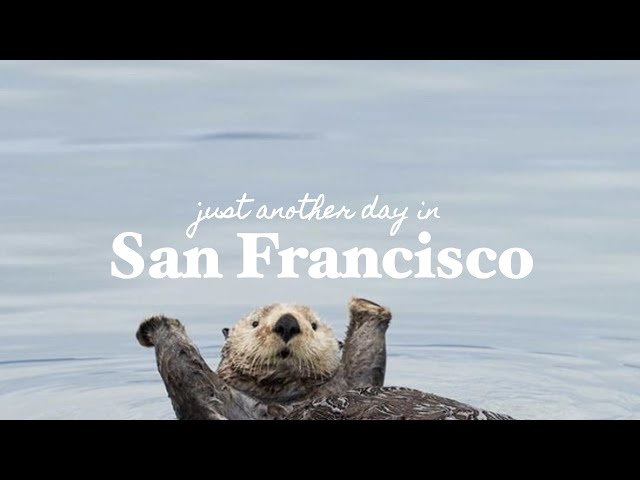 San Francisco Daily Vlog • The Beauty of Living in California: A Journey Through Nature's Wonders