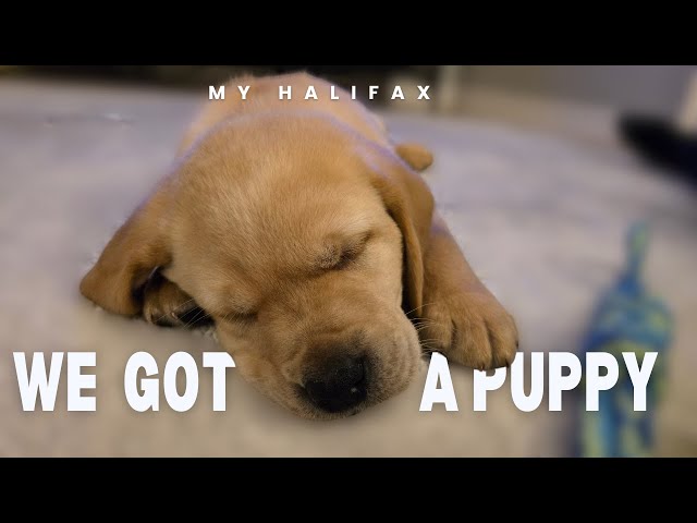 We Got A Puppy | My Halifax | Halifax Nova Scotia