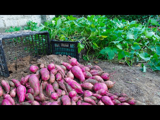 120 days of growing and harvesting sweet potatoes from tubers | Large and numerous tubers