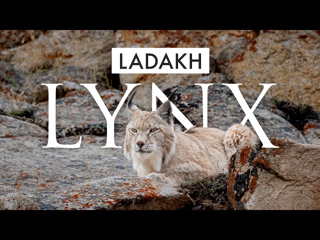 Eurasian Lynx in Ladakh