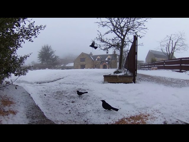 360in360 Secret Life of Garden Birds