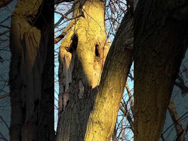 Great Horned Owl in Colburn