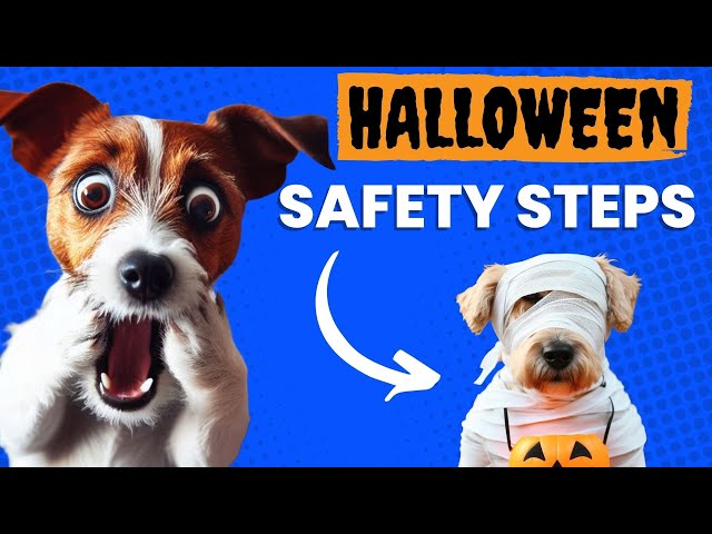 How To Keep Your Dog Safe This Halloween🐶🎃👻