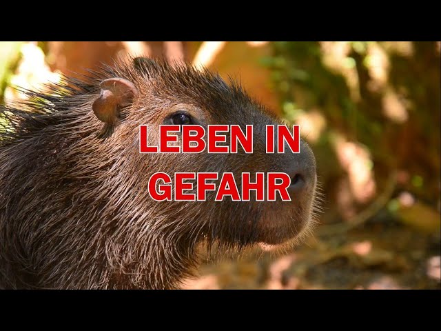 Leben in Gefahr