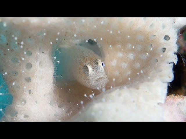 Blending In - Lacy Bryozoan and its Inhabitants