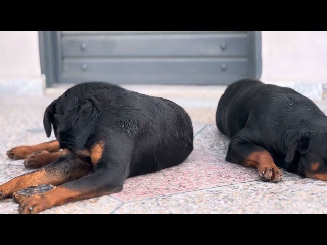 Rotwieller couple relaxing #vlogging #couplegoals #dogs #rottweiler #supremecourtjustices