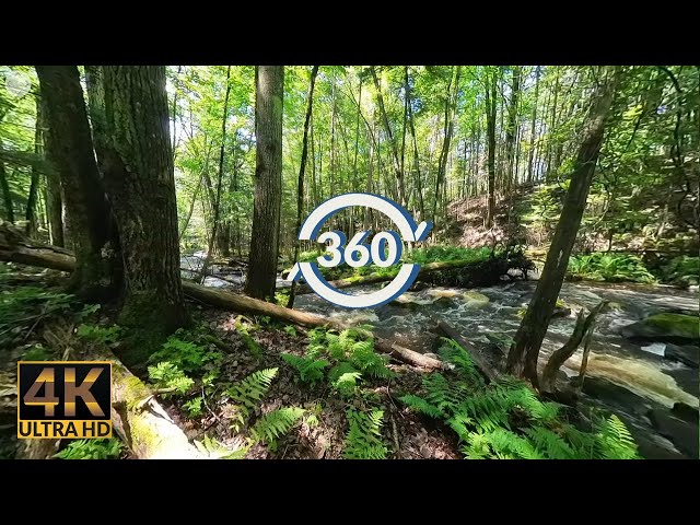 360° view - Water Stream Sounds - Hidden Forest Stream - 4k - Discover/Explore