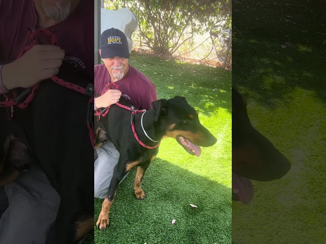 NEW A5649870 Jacks | Doberman Pinscher