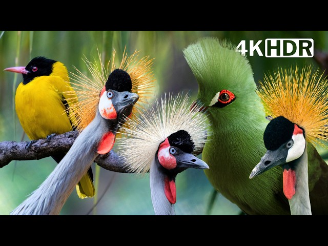 MOST BEAUTIFUL BIRDS IN AFRICA | AMAZING BIRD SOUNDS | BREATHTAKING NATURE | STRESS RELIEF | P1