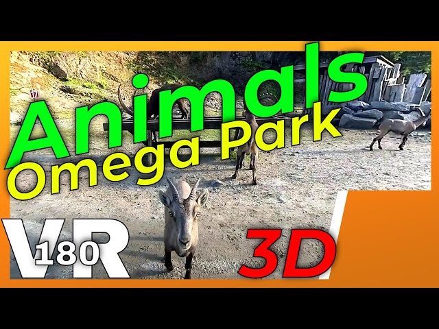 VR180 3D 4K | Animals in virtual reality | Nature Space in VR