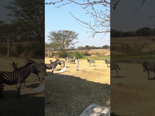 Surprising Zebra Feeding Time Revealed #Mukuvisi woodlands