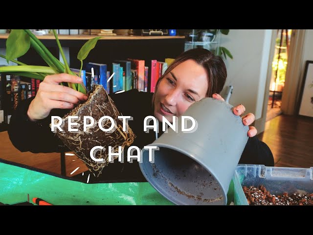 Repot and Chat | Cat Updates