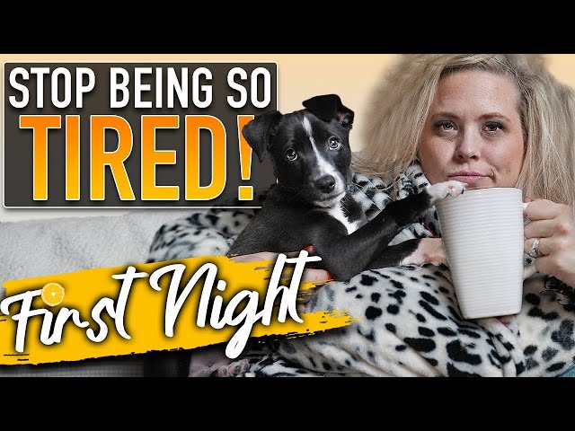 A Nighttime Puppy Training Schedule Where EVERYONE Gets To Sleep!