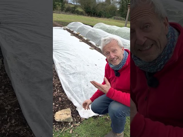 Fleece cover sitting on deep-planted seedlings to maximise warmth