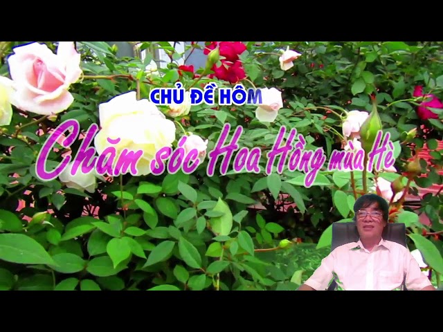 PHẦN  3 - CHĂM SÓC HOA HÔNG MÙA HÈ  - TRUNG HOA HỒNG