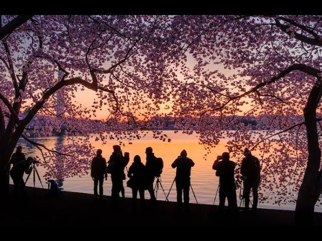 Washington Cherry Blossoms 360