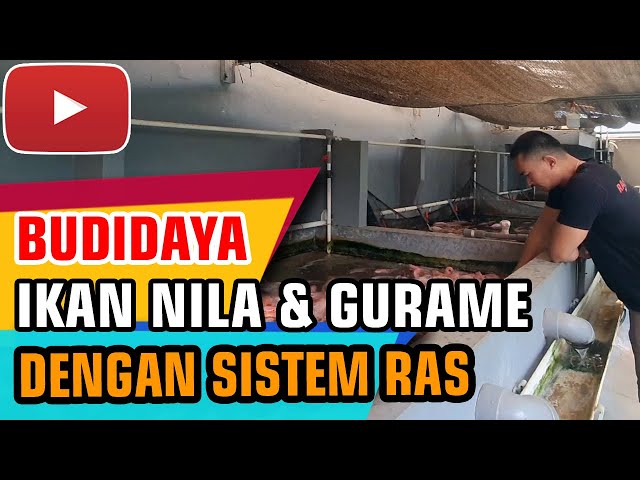 BUDIDAYA IKAN NILA & GURAME DENGAN SISTEM RAS