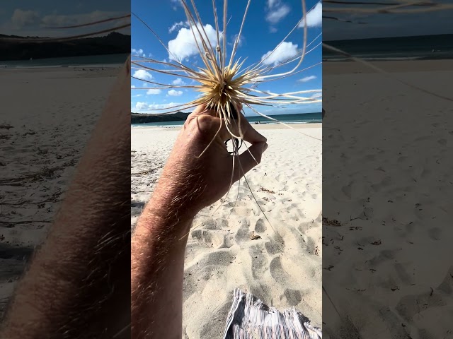 found a pretty beach bling ring proudly barking at the sea