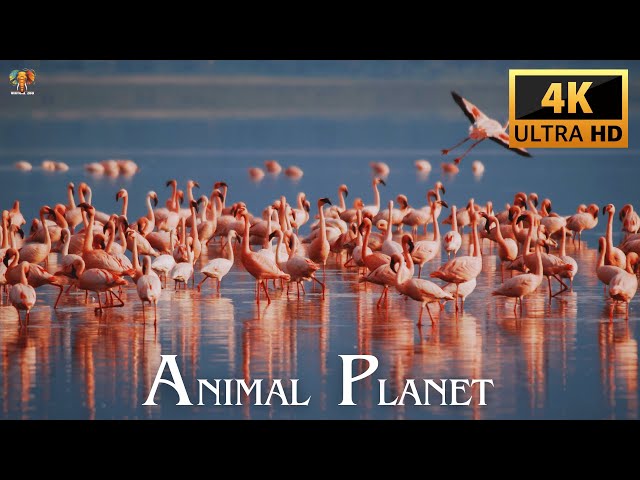 4K Video Ultra HD Animal Planet With Names & Sounds