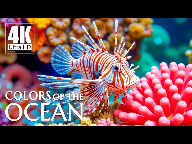 Ocean 4K ULTRA HD - Beautiful Marine Life and Gentle Music to Ease Your Mind