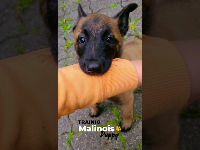 BELGIAN MALINOIS Puppy Training | First Day #shorts  #funny #pets #animals #malinois #germanshepherd