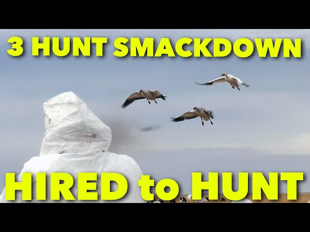 3 HUNT SMACKDOWN_Hired to Hunt Season 6 in SASK & Alberta: Hunt Limits of Ducks & Geese at Ongaro's