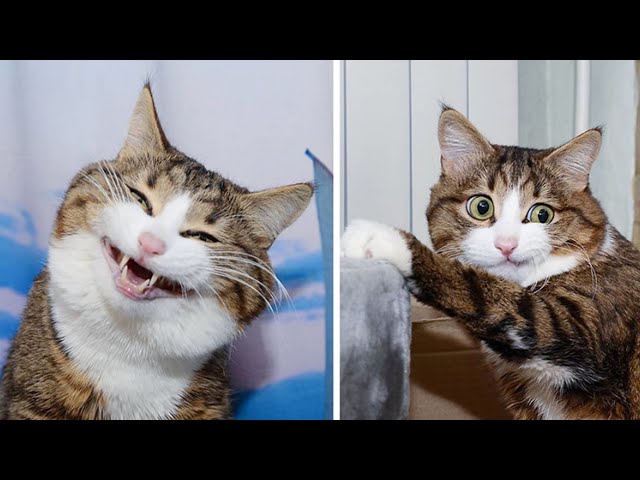 The Ultimate Viral Cat Videos - Part 01