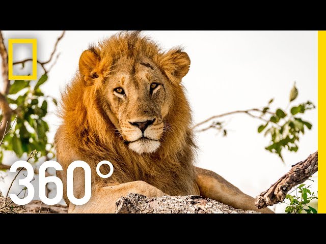 Return from the Okavango in 360 - Ep. 4 | The Okavango Experience