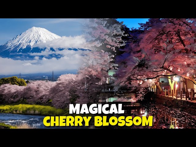 Experience the MAGICAL Cherry Blossom in Japan!