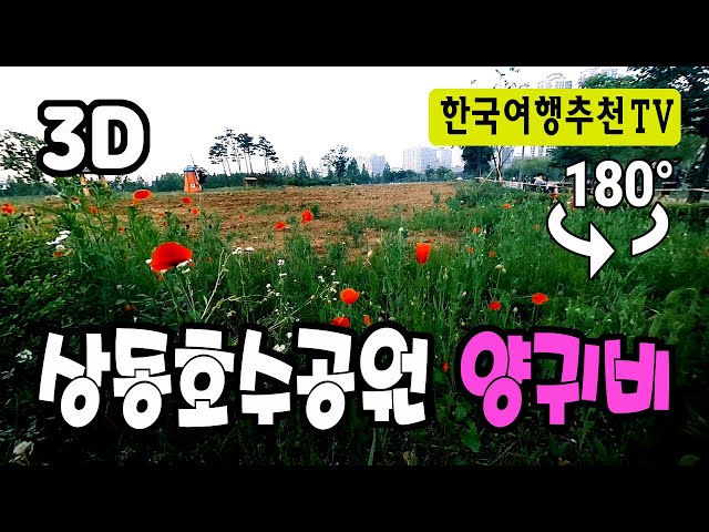 🔴 180° 3D VR 상동호수공원 양귀비 - Sangdong Lake Park Poppy in Korea (with Clova Dubbing)