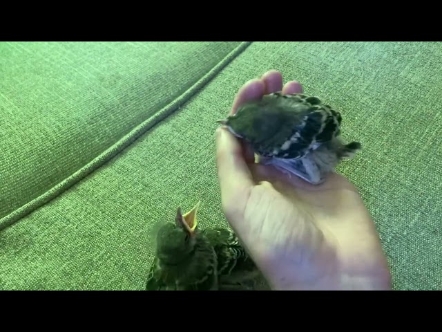 Successfully raised mockingbird hatchlings!