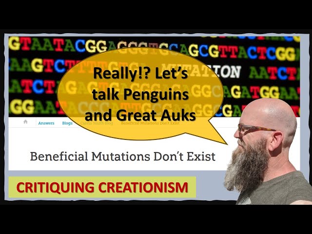 AiG Creationist: Beneficial Mutations Don't Exist? Let's Talk Penguins