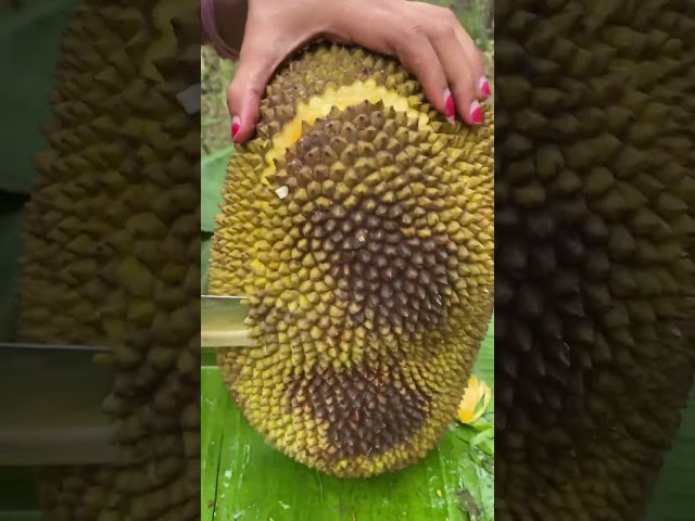 Unboking Jack Fruit #jackfruit