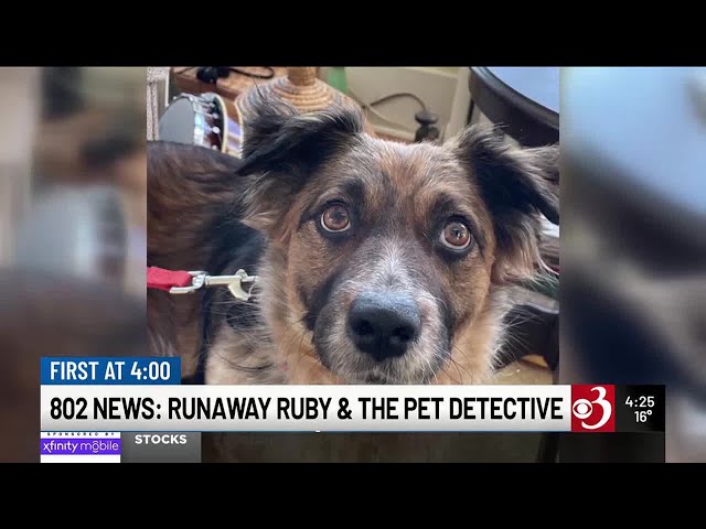 802 News: Runaway Ruby & The Pet Detective