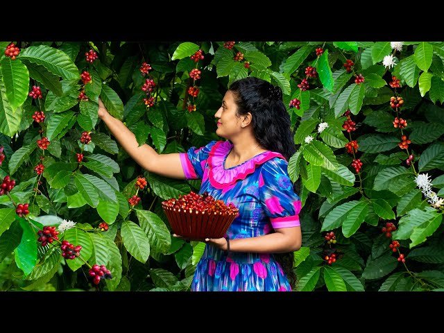 Fresh coffee beans makes wonderful dishes! | Orange coffee cake recipe | Poorna - The nature girl