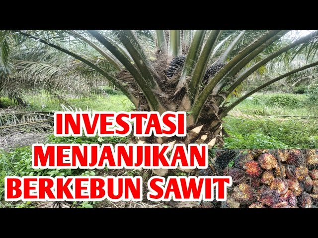 REVIEW KEBUN SAWIT KAWASAN TANDAN, INVESTASI YANG MENJANJIKAN