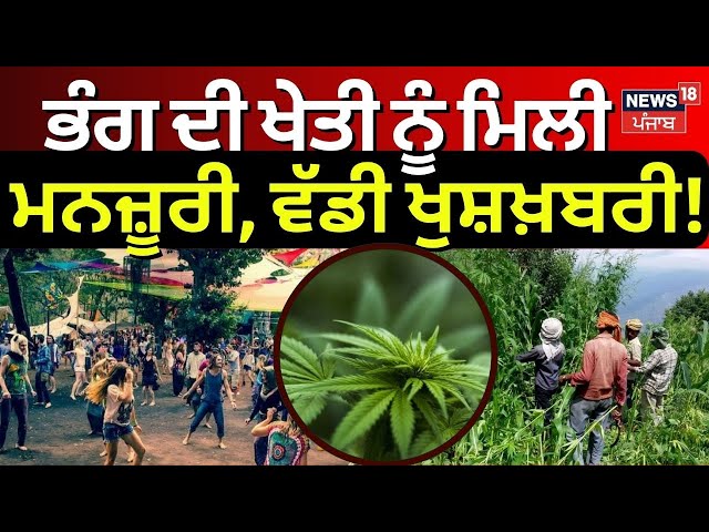 LIVE| ਭੰਗ ਦੀ ਖੇਤੀ ਨੂੰ ਮਿਲੀ ਮਨਜ਼ੂਰੀ | Weed Farming Gets Legal | Breaking News | News18 Punjab