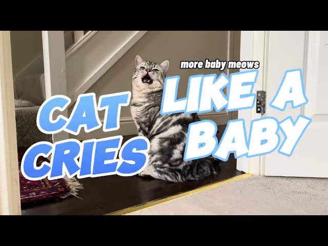 Cat sounds like a crying baby #catvideos #cutecat #meow