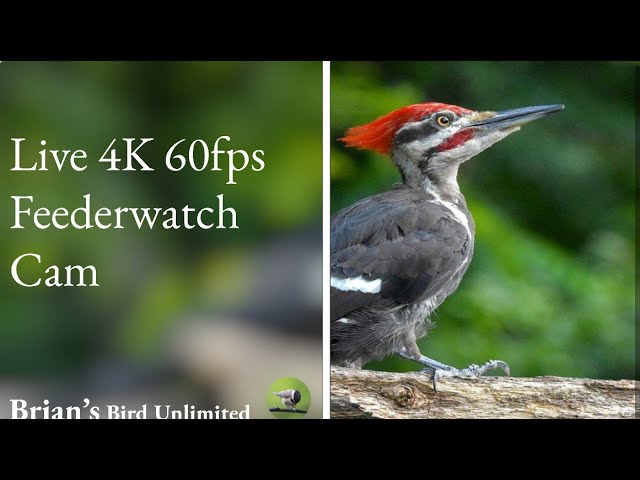 (New)🔴LIVE Bird Cam In 4K 60 FPS! Brian's Birds Unlimited FeederWatch Cam at Ohio