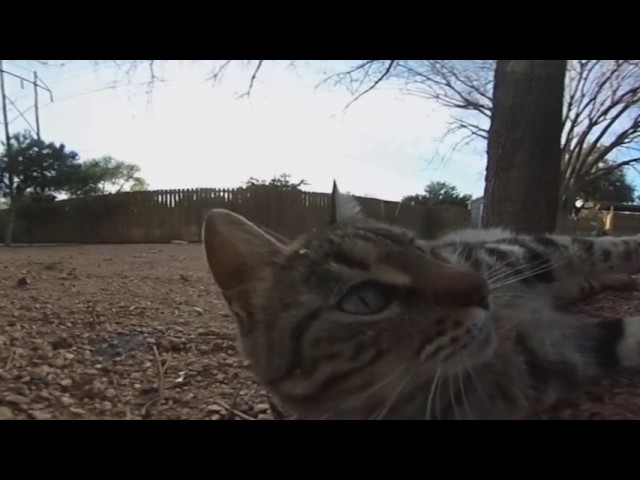 Butter the Cat - 360 Video - Ricoh Theta S