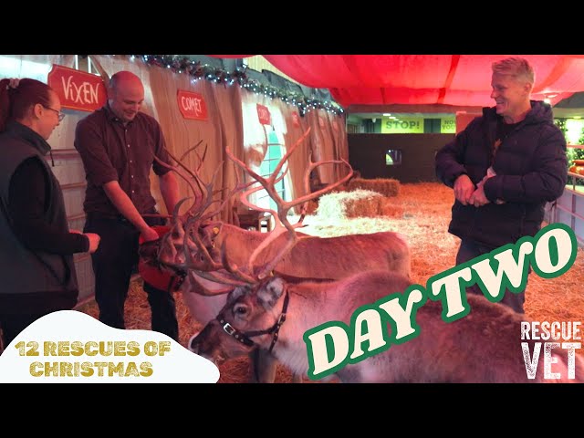 Did you know Rudolf is a girl?! | DAY 2: 12 RESCUES OF CHRISTMAS with Dr Scott Miller