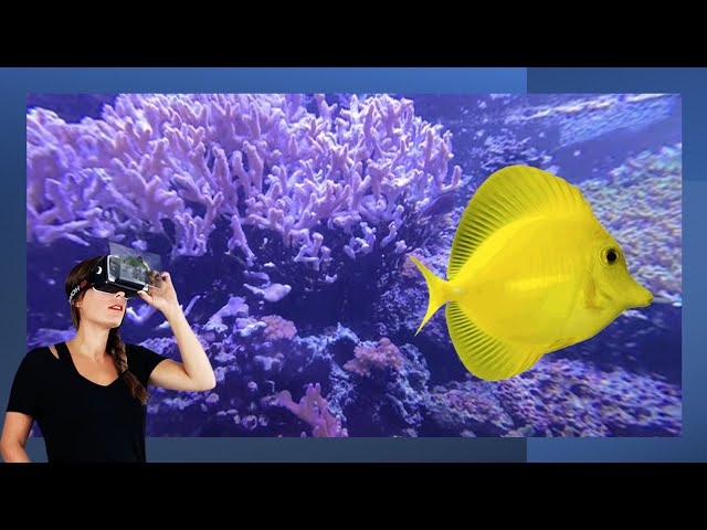 Purple Corral and Tangs in VR180 3D 4K - Seattle Aquarium