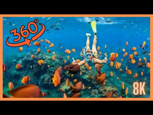 Indulge in the Thrilling Dive into Bounty Bay: 360 VR Video Experience