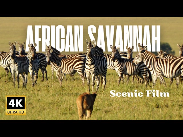 Savannah Africa Safari | 1 Hour of Relaxing Uplifting Music with African Wildlife