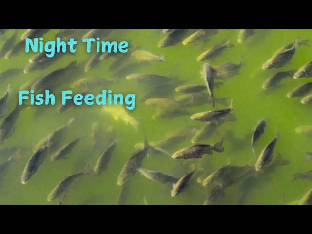 The Magical Nighttime Fish Feeding Spectacle