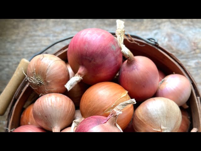 Grow BIG ONIONS from seed: Part 3 harvest and long term storage