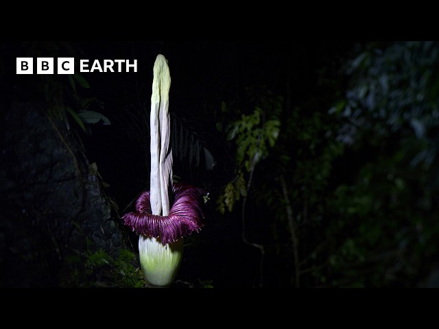 The Strangest Flower on Earth | The Making of Asia | BBC Earth